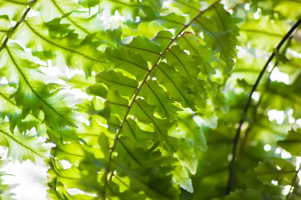 Green leaves of foliage — Stock Photo, Image