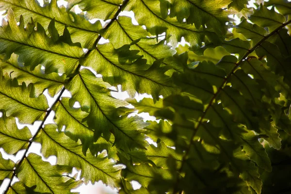 Feuilles vertes de feuillage — Photo