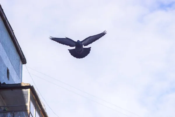 Fliegender Vogel als Symbol der Freiheit — Stockfoto