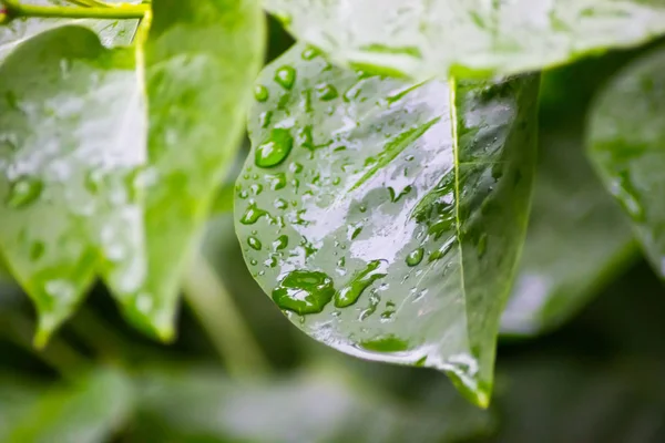 Closeup of raindrops on leaves — Stock Photo, Image