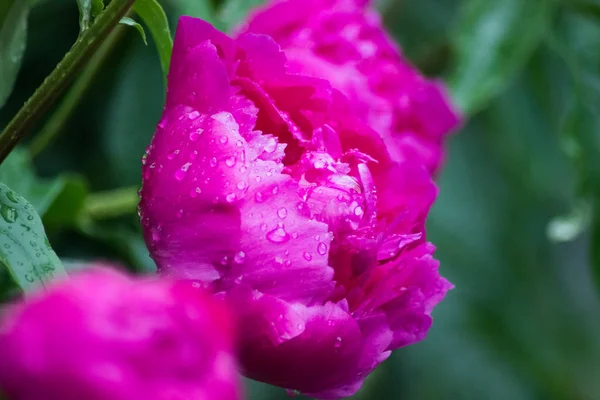 Lindas gotas de água em pétalas rosa — Fotografia de Stock