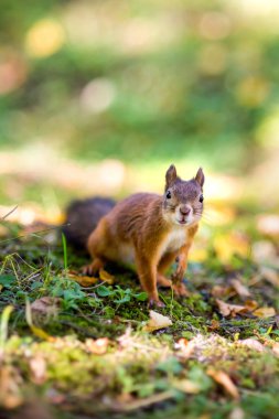 sonbahar çimenlerin üzerinde oturan ve kameraya bakarak merak sincap