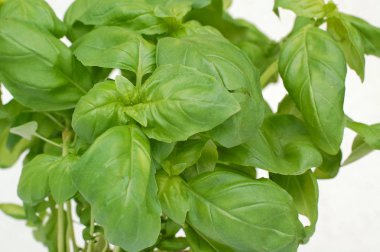 Basil beyaz zemin üzerine