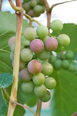 Yaprakları ile şube üzerinde yeşil üzüm