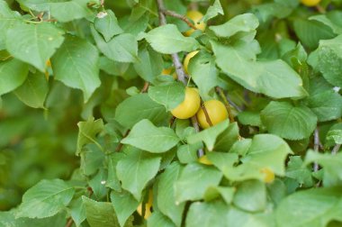 Yeşil yaprakları ile sarı Erik ağacıyla