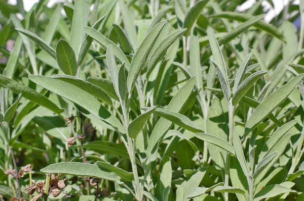 Ada çayı yeşil taze yaprakları