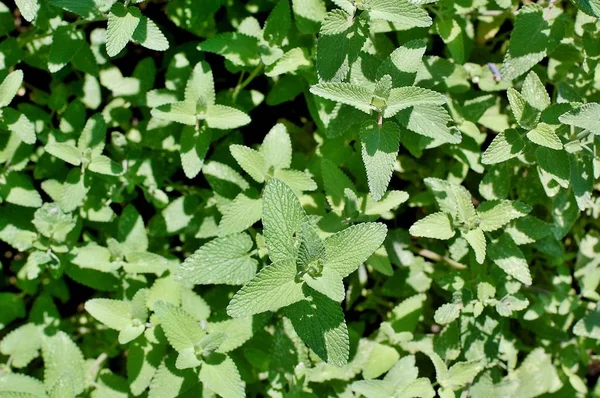 Gröna färska blad av mynta — Stockfoto