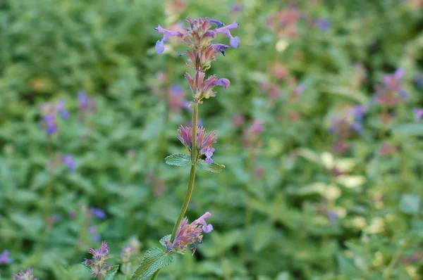 Ot nane çiçekli bitkiler