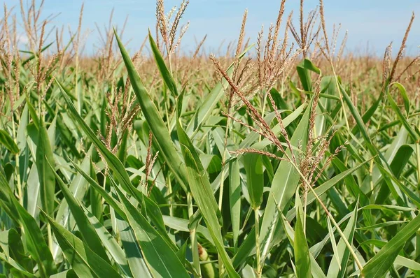 Mısır bitkileri alanında