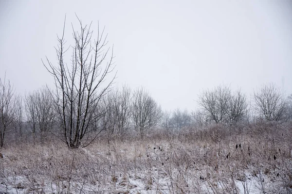 Сільські снігові покриті ділянки — стокове фото