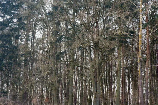 Árvores no início do fundo da primavera — Fotografia de Stock