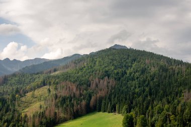 Dağlar güzel yeşil ormanlarla kaplı. Polonya