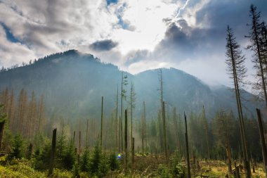 Dağdaki yeşil çam ormanları. Güneş bulutların arkasından eğiliyor.