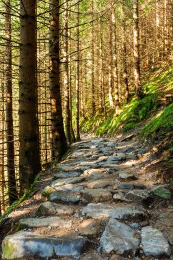 Yazın Tatra dağlarındaki orman yolu