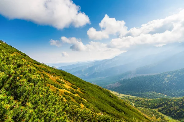 Tatras polacos durante el día de verano. Montones de pino de montaña en th Imágenes de stock libres de derechos