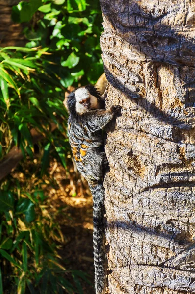 Lemur with a striped tail climbs the trunk of palm trees — Stock Photo, Image