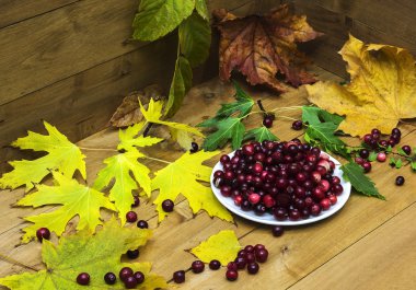 Kızılcık Sonbahar yaprakları ve beyaz bir daire ile natürmort 
