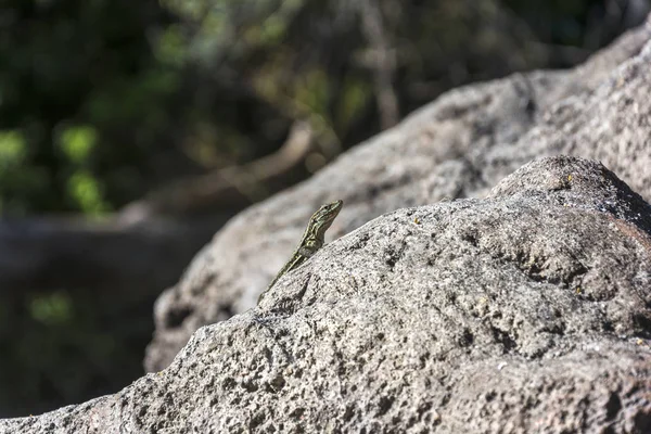 Pequeño lagarto arrastrándose sobre una gran roca — Foto de Stock