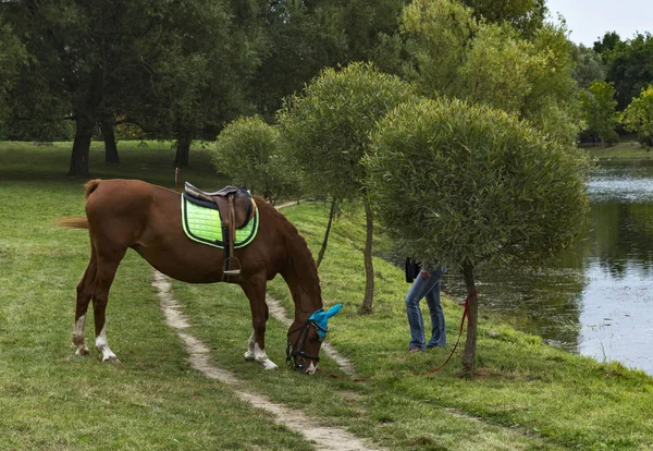 Caballo mordisqueando hierba en la orilla del estanque — Foto de Stock