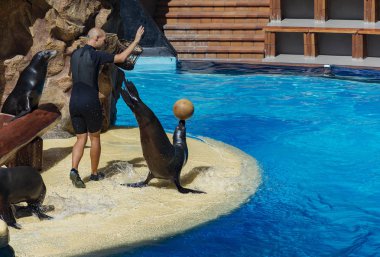 Erkek eğitmen ile deniz aslanları (İspanya, Tenerife, Loro Parque bir temsil gösterir)
