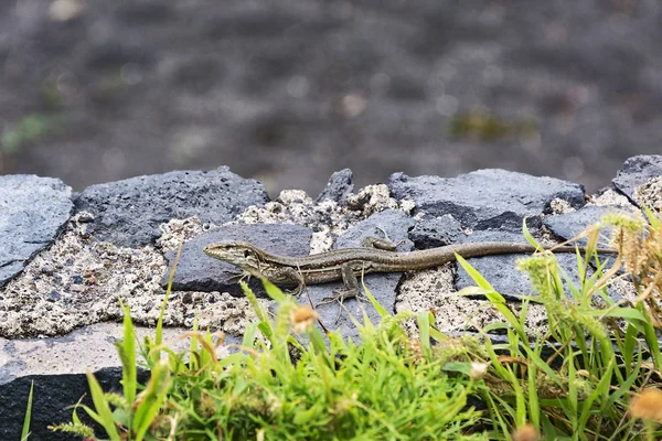 Un lagarto con una cola larga, arrastrándose sobre las rocas en la naturaleza — Foto de Stock