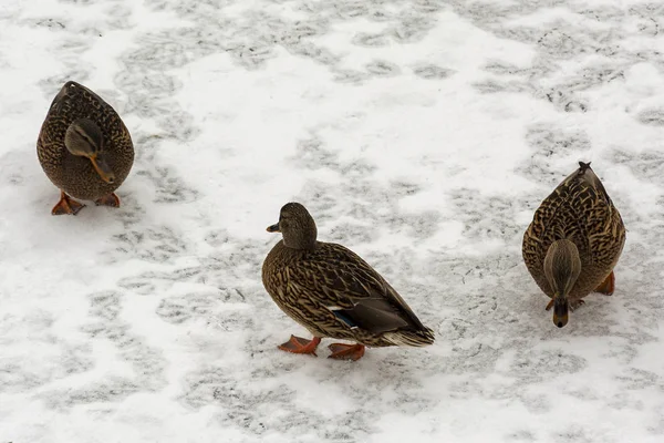 Drei Wildenten auf der Suche nach Nahrung im weißen Schnee — Stockfoto