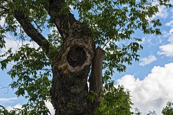 Пустота в стволе дерева — стоковое фото