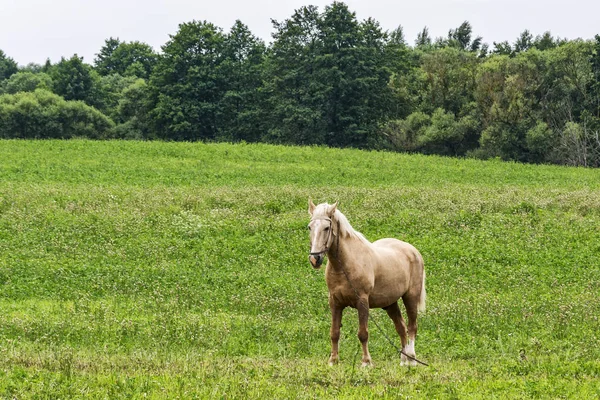 Un caballo atado a una cadena en un campo con hierba verde — Foto de Stock