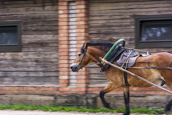 Red horse in a harness with a yoke, a shaft and an arc. — Stock Photo, Image