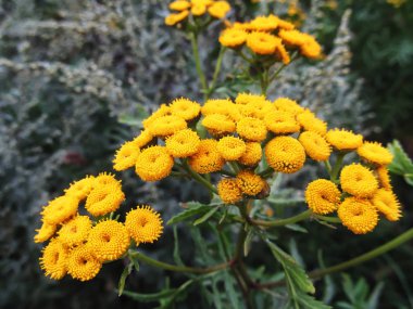 Çok yıllık otsu bitki solucan otu, sarı çiçek