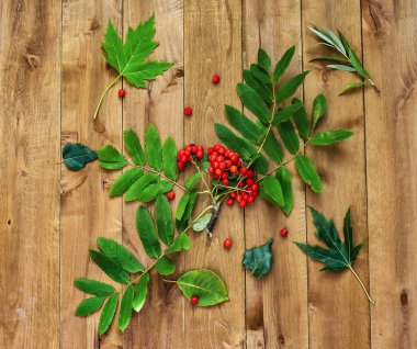 Rowan şube ve yeşil yaprakları bir ahşap yüzeye yatıyor