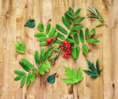 Sonbahar natürmort. Çilek dağ kül ve yeşil yaprakları üzerinde bir