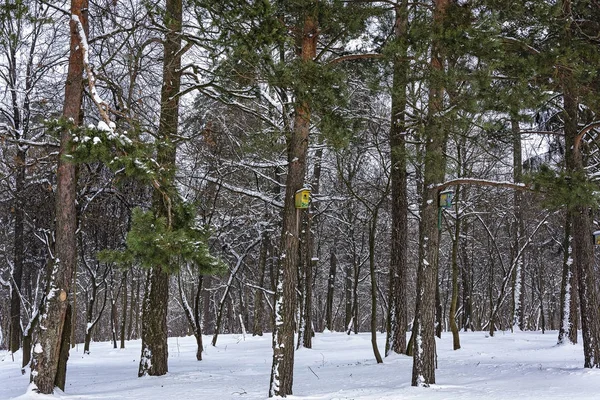 Case per uccelli tra gli alberi nella foresta invernale — Foto Stock