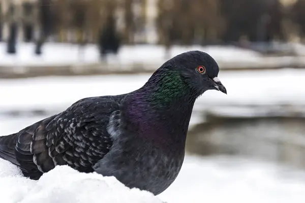 Close-up of a blue-winged dove on a blurred background — Stock Photo, Image