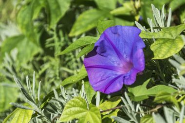 Yeşil bitki örtüsü ve Petunya mavi çiçekler
