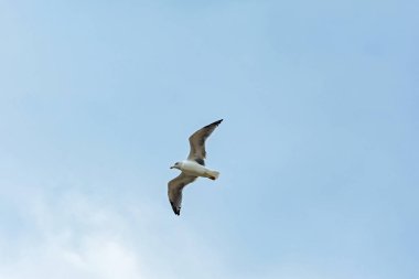 Martı ile uçan mavi gökyüzüne karşı kanatlarını