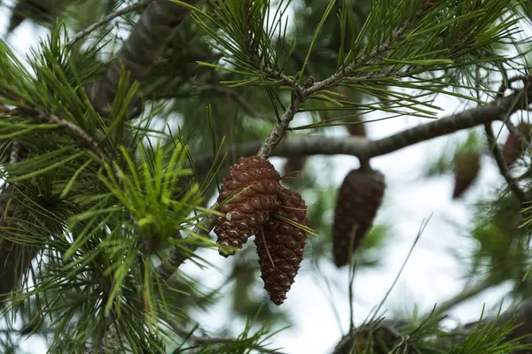 Dois cones marrons close-up em um ramo de abeto — Fotografia de Stock