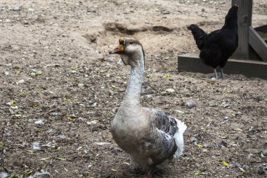 Kaz yakın çekim arka plan bulanık. Çiftlik