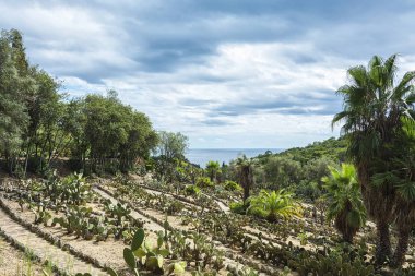 Kaktüsler ve palmiye ağaçları yamaca deniz ufuk karşı.