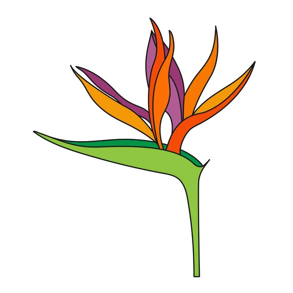 Strelitzia reginae flor ou pássaro De Paraíso flor isolada em — Vetor de Stock
