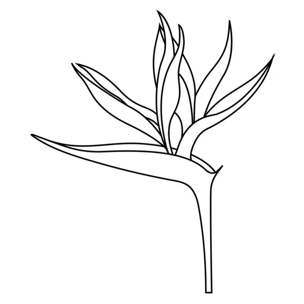 Esquema vacío de una flor Strelitzia reginae o un ave de Paradi — Vector de stock