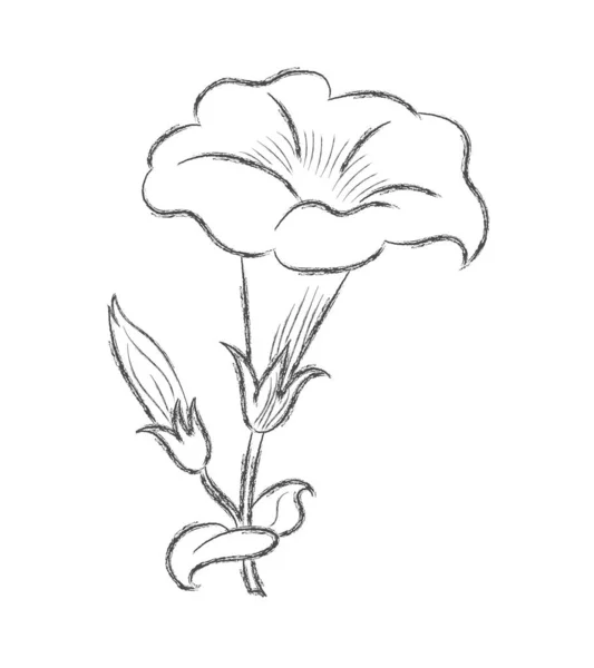 Bleistiftzeichnung einer Blume mit Blütenblättern. ein Doodle-ähnlicher Entwurf ist — Stockvektor