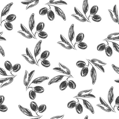 Beyaz sırt deliğinde izole edilmiş zeytin dalının vektör kalem çizimi