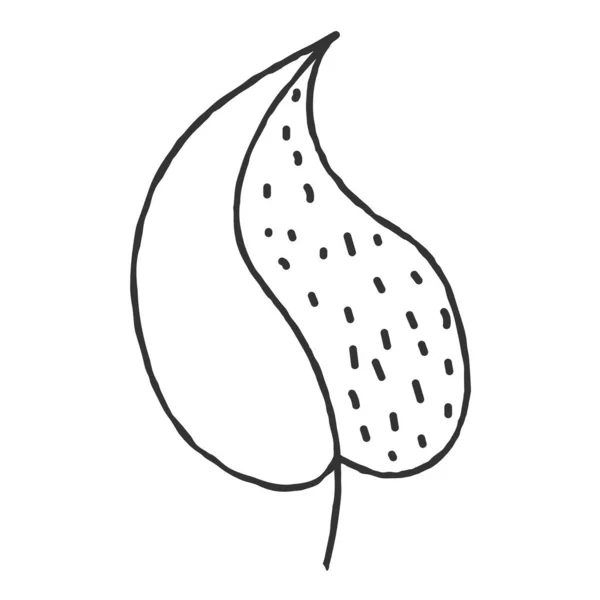 Vector Ilustración Dibujada Mano Una Hoja Planta Estilo Doodle Contorno — Vector de stock