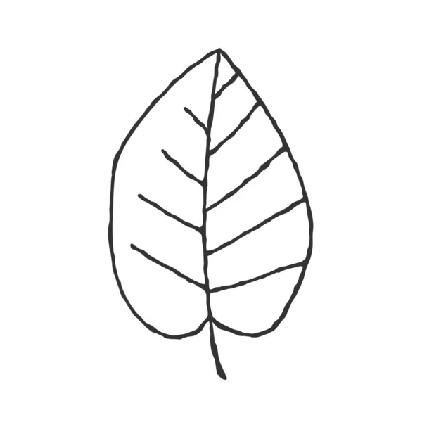 Vector Ilustración Dibujada Mano Una Hoja Planta Estilo Doodle Contorno — Vector de stock