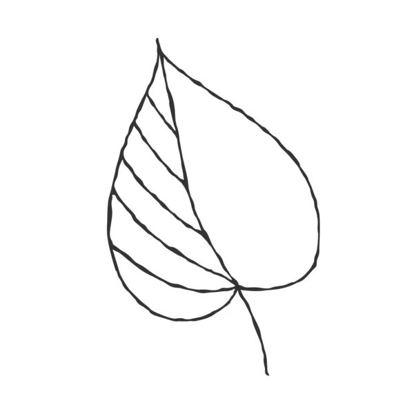 Vector Met Hand Getekend Illustratie Van Een Plantenblad Doodle Stijl — Stockvector
