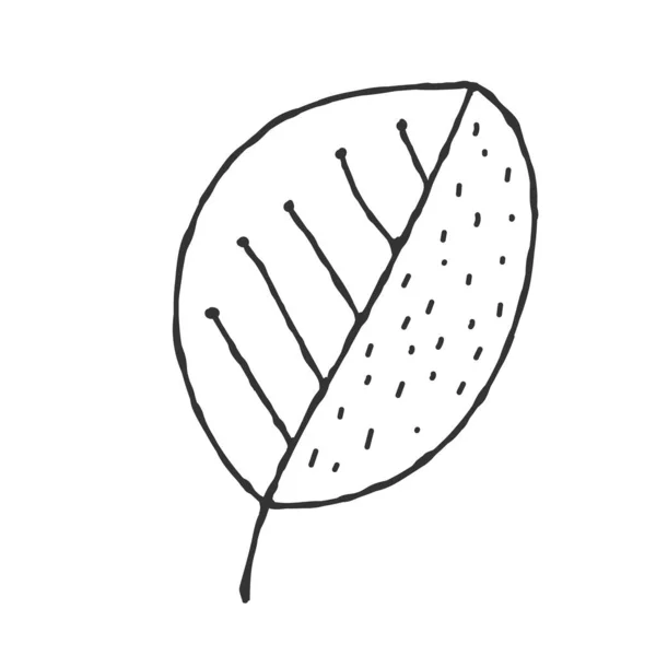 Doodle Tarzında Bir Bitki Yaprağının Vektör Çizimi Çizimi Beyaz Arka — Stok Vektör