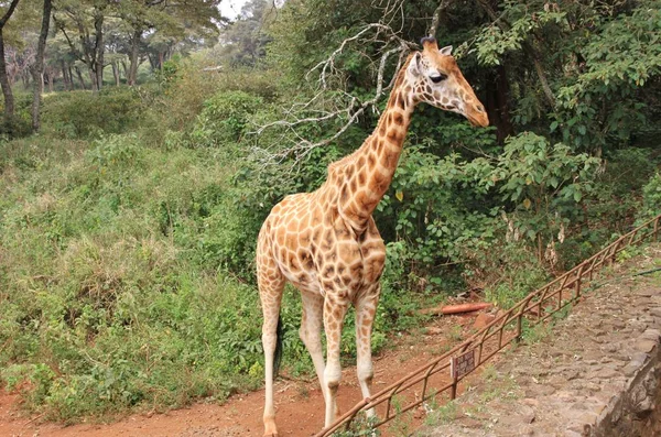 Vue latérale de la girafe Rothschild au centre de la girafe — Photo