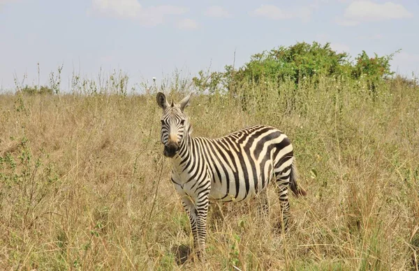 ナイロビ国立公園、ケニア、東アフリカのシマウマ — ストック写真