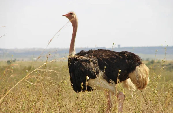 Közös strucc Nairobi nemzeti park, Nairobi, Kenya, Kelet-Afrikában. — Stock Fotó